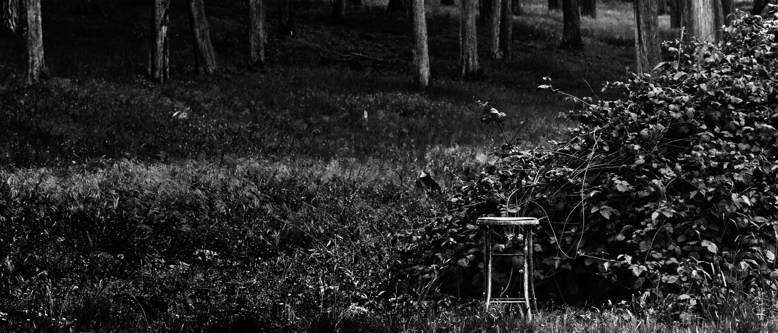 abandoned wooden stool in the forest. Black and white.