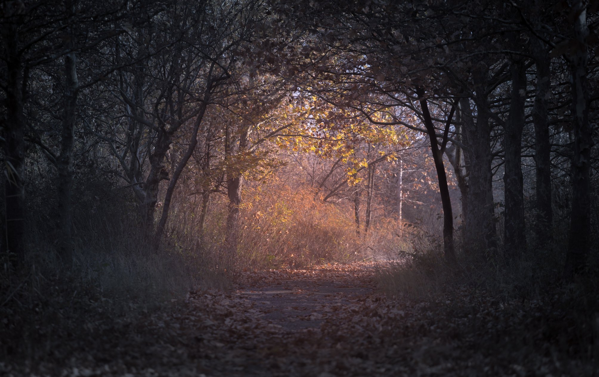 Forest during Dawn